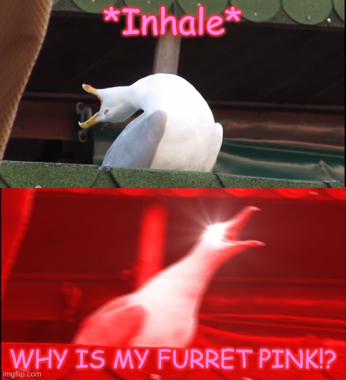WHY IS IT PINK | *Inhale*; WHY IS MY FURRET PINK!? | image tagged in screaming bird | made w/ Imgflip meme maker