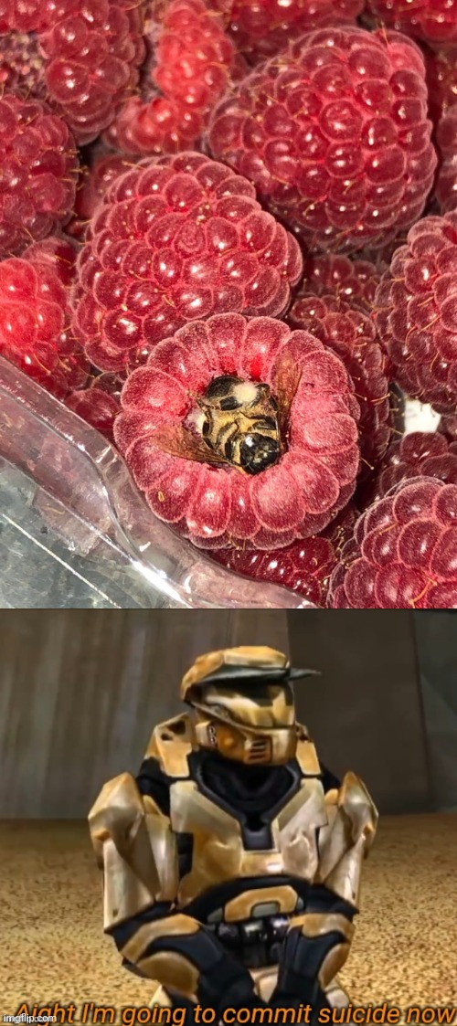 image tagged in aight i'm going to commit suicide now | made w/ Imgflip meme maker