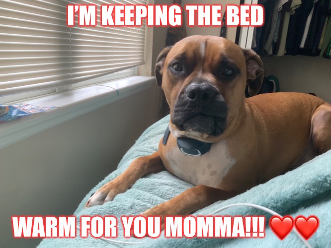 Keeping the bed warm for you | I’M KEEPING THE BED; WARM FOR YOU MOMMA!!! ❤️❤️ | image tagged in dog memes | made w/ Imgflip meme maker