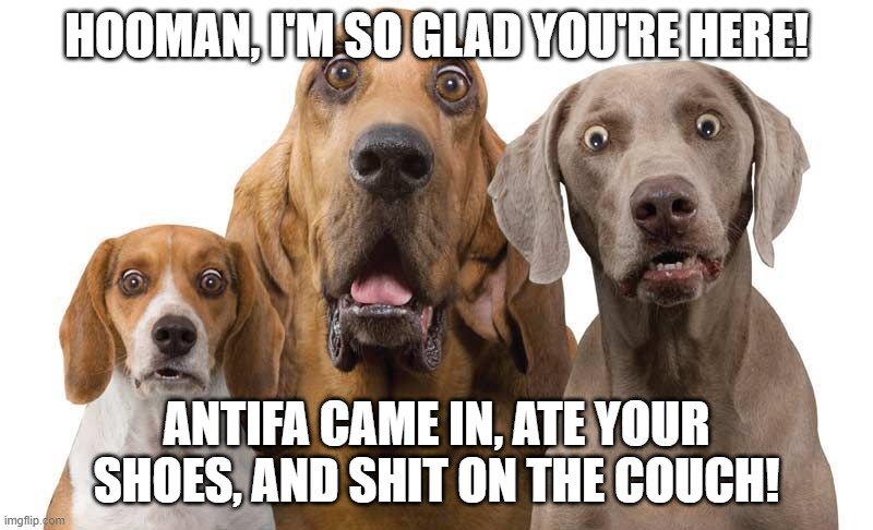 Effin Antifa | HOOMAN, I'M SO GLAD YOU'RE HERE! ANTIFA CAME IN, ATE YOUR SHOES, AND SHIT ON THE COUCH! | image tagged in antifa,dogs,conspiracy | made w/ Imgflip meme maker