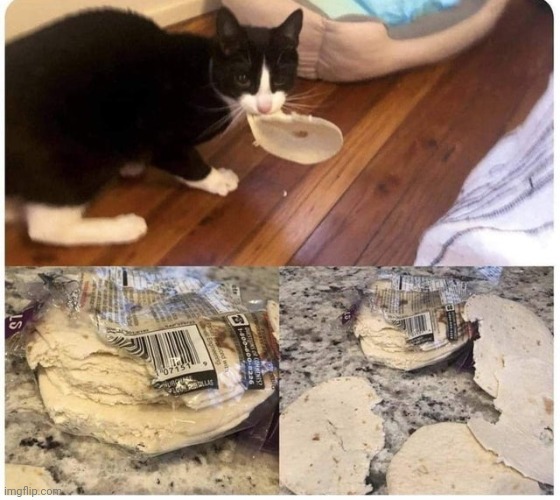 Not my cat | made w/ Imgflip meme maker