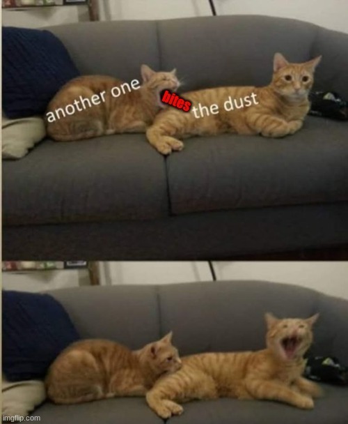 Another One Bites The Dust | image tagged in cats,funny,memes,funny animals,lol so funny | made w/ Imgflip meme maker