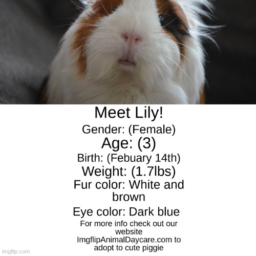 Another fake adoption paper | image tagged in memes,aww,guinea pig | made w/ Imgflip meme maker