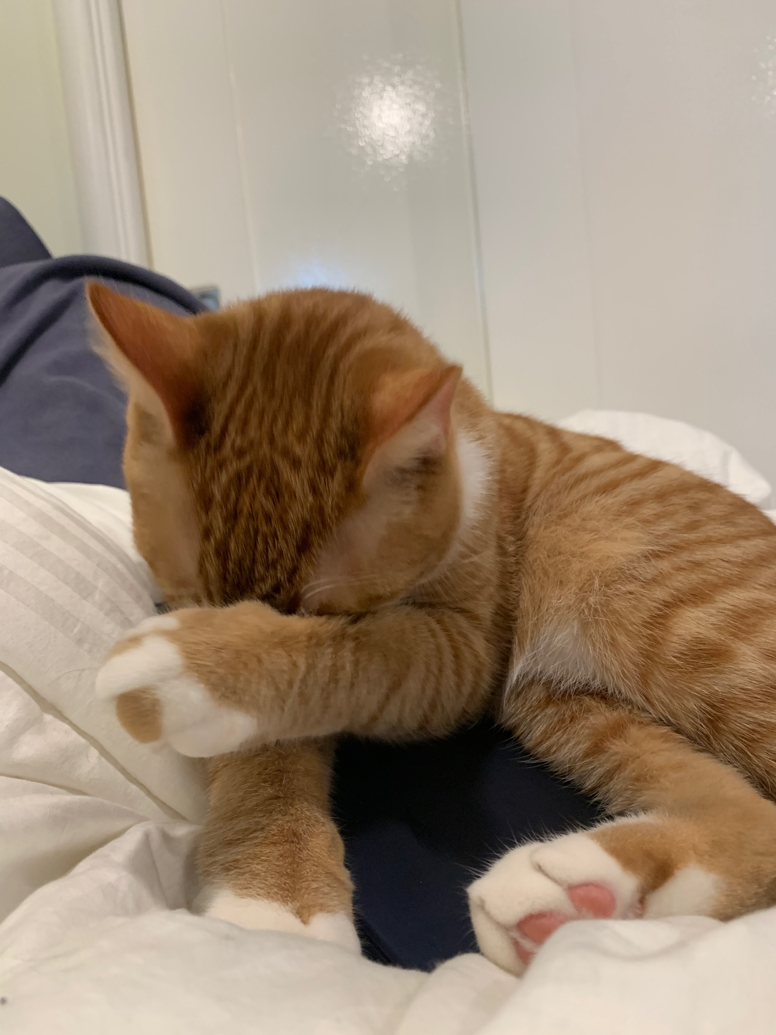 High Quality Cat face palm Blank Meme Template