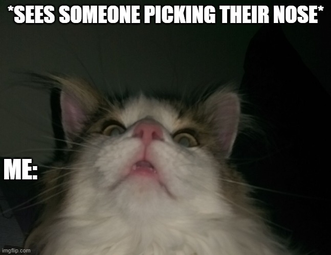wtfcat | *SEES SOMEONE PICKING THEIR NOSE*; ME: | image tagged in wtfcat | made w/ Imgflip meme maker