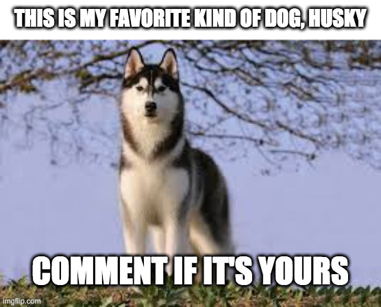 i love huskies | THIS IS MY FAVORITE KIND OF DOG, HUSKY; COMMENT IF IT'S YOURS | image tagged in husky | made w/ Imgflip meme maker