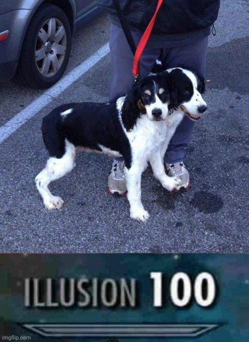 Two headed dog illusion | image tagged in illusion 100,memes,dogs,dog,meme,optical illusion | made w/ Imgflip meme maker