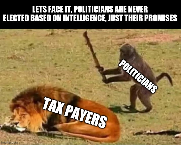 Taxpayers, the real victim class | LETS FACE IT, POLITICIANS ARE NEVER ELECTED BASED ON INTELLIGENCE, JUST THEIR PROMISES; POLITICIANS; TAX PAYERS | image tagged in drunk monkey,taxes | made w/ Imgflip meme maker