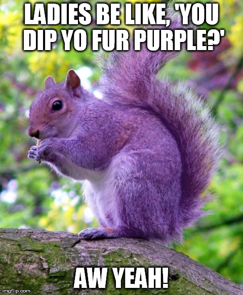 LADIES BE LIKE, 'YOU DIP YO FUR PURPLE?' AW YEAH! | image tagged in purplw squirrell | made w/ Imgflip meme maker