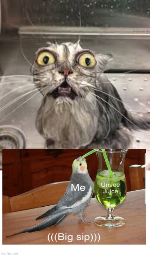OH NO | image tagged in cat,funny | made w/ Imgflip meme maker