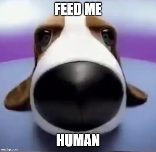 Staring Dog | FEED ME; HUMAN | image tagged in staring dog | made w/ Imgflip meme maker