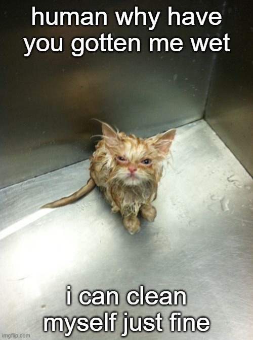. |  human why have you gotten me wet; i can clean myself just fine | image tagged in memes,kill you cat | made w/ Imgflip meme maker