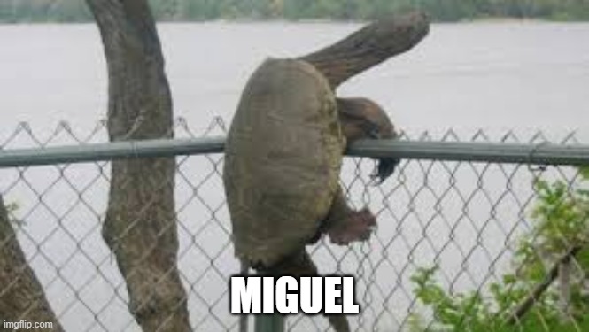 turt | MIGUEL | image tagged in turtle | made w/ Imgflip meme maker