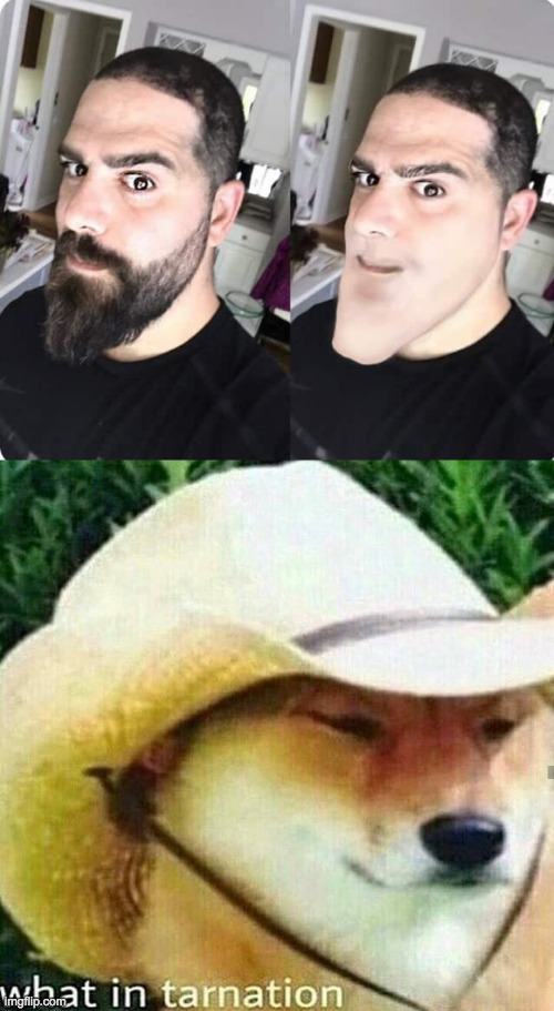 WHat the beard | image tagged in what in tarnation dog | made w/ Imgflip meme maker