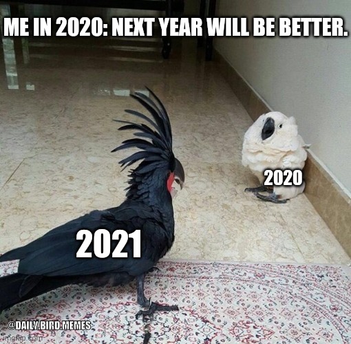 2021 | ME IN 2020: NEXT YEAR WILL BE BETTER. 2020; 2021; @DAILY.BIRD.MEMES | image tagged in white bird afraid of goth bird | made w/ Imgflip meme maker