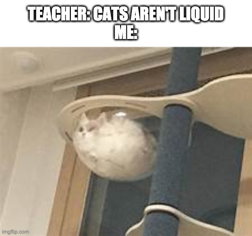 THEY ARE LIQUID AND NO ONE CAN CHANGE MY MIND | TEACHER: CATS AREN'T LIQUID
ME: | image tagged in cats | made w/ Imgflip meme maker