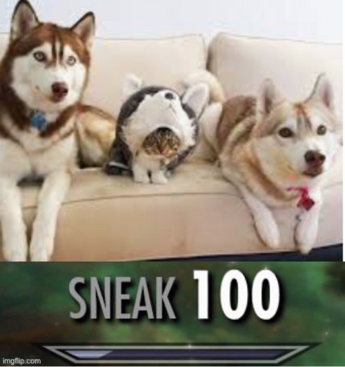 Day 12 they still think I’m a dog | image tagged in cats,sneak 100,dogs,hiding | made w/ Imgflip meme maker