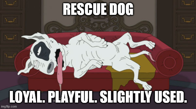 Rescue Dog | RESCUE DOG; LOYAL. PLAYFUL. SLIGHTLY USED. | image tagged in funny dogs | made w/ Imgflip meme maker