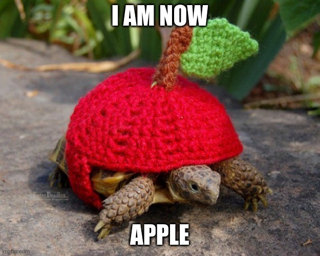 apple | I AM NOW; APPLE | image tagged in tortoise,apple,funny | made w/ Imgflip meme maker