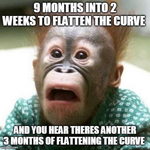 Shocked Monkey | 9 MONTHS INTO 2 WEEKS TO FLATTEN THE CURVE; AND YOU HEAR THERES ANOTHER 3 MONTHS OF FLATTENING THE CURVE | image tagged in shocked monkey | made w/ Imgflip meme maker