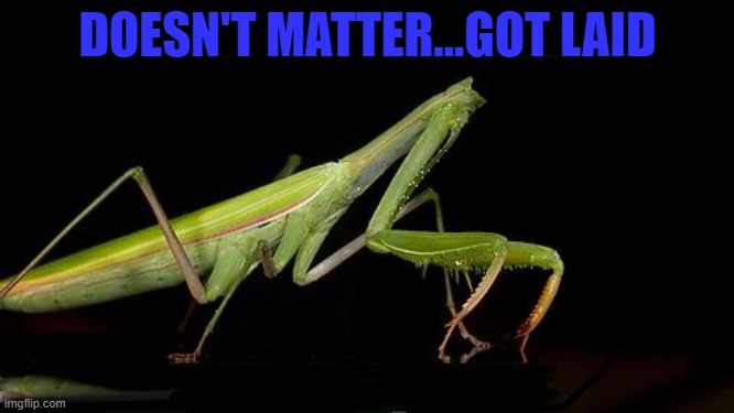 Small price to pay for a good time... | DOESN'T MATTER...GOT LAID | image tagged in praying mantis,memes,insects,mantis | made w/ Imgflip meme maker