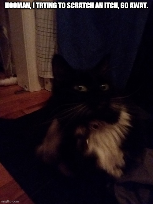 HOOMAN, I TRYING TO SCRATCH AN ITCH, GO AWAY. | image tagged in cats | made w/ Imgflip meme maker
