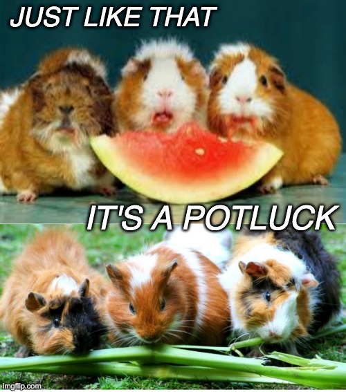 Enjoy your weekend! | JUST LIKE THAT; IT'S A POTLUCK | image tagged in guinea pig,food,party,weekend | made w/ Imgflip meme maker
