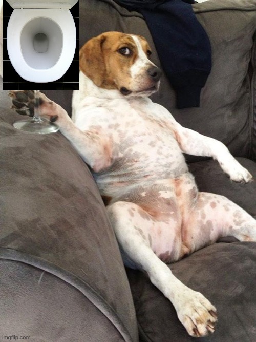 Dog drinking wine | image tagged in dog drinking wine | made w/ Imgflip meme maker