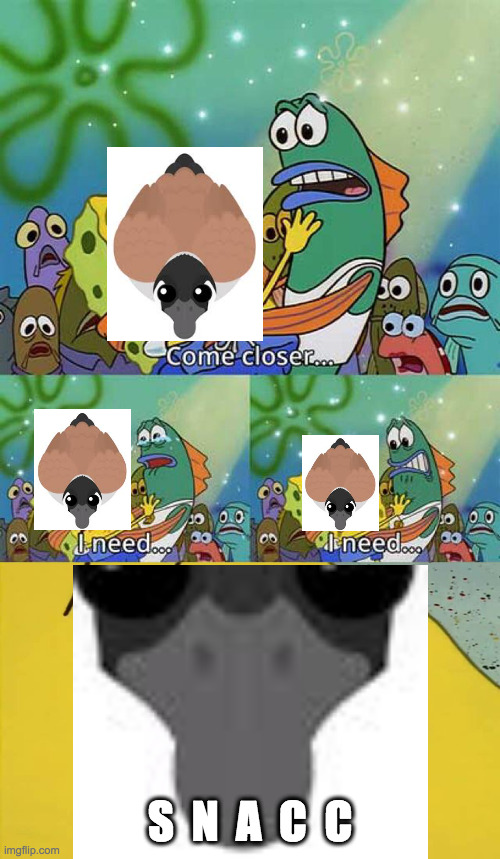 Mah snacc are some cheeps | S  N  A  C  C | image tagged in spongebob come closer template | made w/ Imgflip meme maker