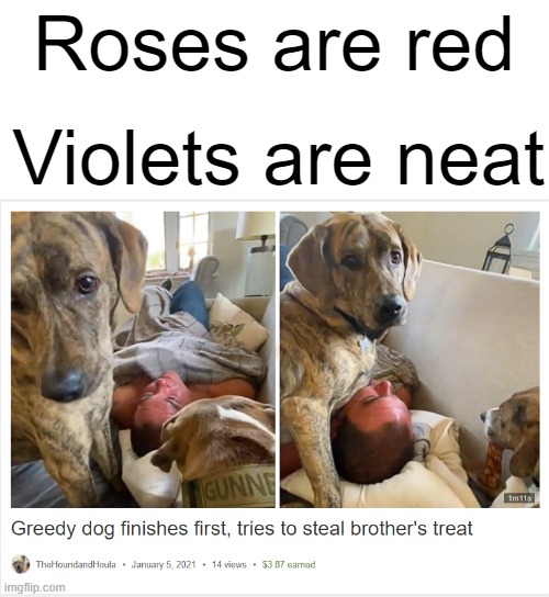 Roses are sweet | Roses are red; Violets are neat | image tagged in roses are red,treat,dog | made w/ Imgflip meme maker