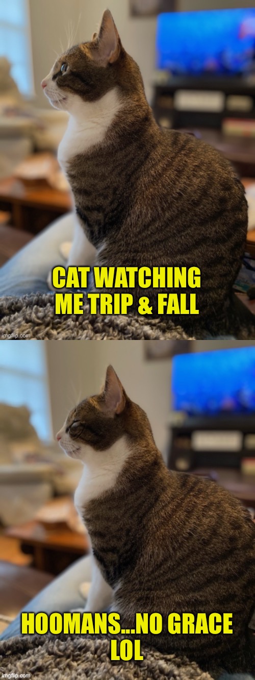 Taking A Trip In The Fall | CAT WATCHING ME TRIP & FALL; HOOMANS...NO GRACE
LOL | image tagged in nittany lines,cat,fall,grace | made w/ Imgflip meme maker