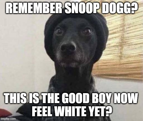 Remember Snoop Dogg | REMEMBER SNOOP DOGG? THIS IS THE GOOD BOY NOW 
FEEL WHITE YET? | image tagged in snoop dogg,remember,feel old yet,dog,funny memes,silly | made w/ Imgflip meme maker