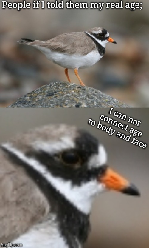 When you suddenly realize Ringed Plover | People if I told them my real age;; I can not connect age to body and face | image tagged in when you suddenly realize ringed plover,age | made w/ Imgflip meme maker