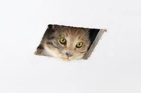 Cat ceiling Blank Meme Template