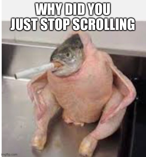 Cool epic meme | WHY DID YOU JUST STOP SCROLLING | image tagged in stop | made w/ Imgflip meme maker