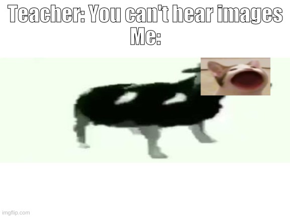 Polish cow + pop cat = polish cat | Teacher: You can't hear images
Me: | image tagged in blank white template | made w/ Imgflip meme maker