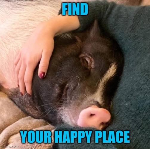 Corny, but couldn't we use a little happy? | FIND; YOUR HAPPY PLACE | image tagged in memes,happy pig | made w/ Imgflip meme maker