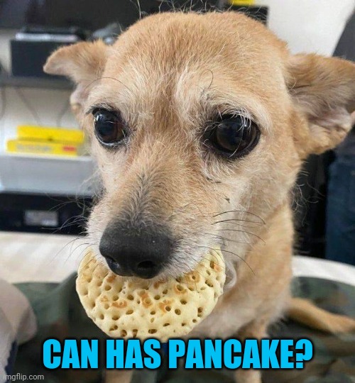 Those eyes! | CAN HAS PANCAKE? | image tagged in dogs,pancakes | made w/ Imgflip meme maker