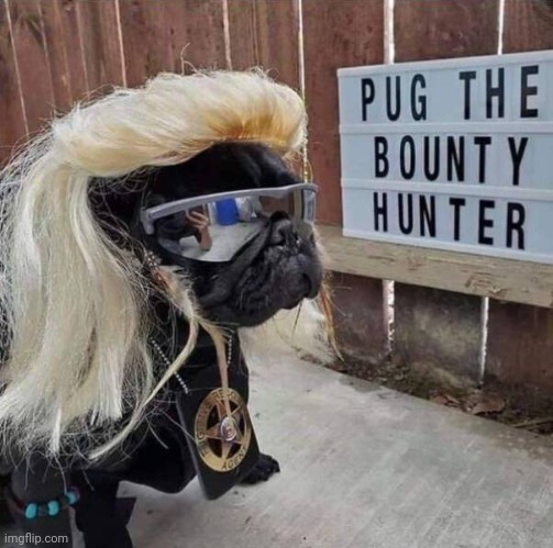 First he'll chase you, then offer you a cigarette | image tagged in dogs,pug,thebountyhunter | made w/ Imgflip meme maker