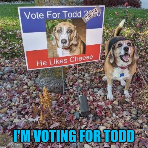 Even if I have to write him in | I'M VOTING FOR TODD | image tagged in dogs,todd | made w/ Imgflip meme maker