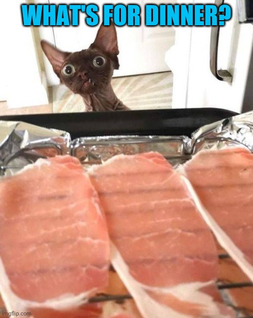 Does they cooks it, precious? | WHAT'S FOR DINNER? | image tagged in cats,dinner | made w/ Imgflip meme maker