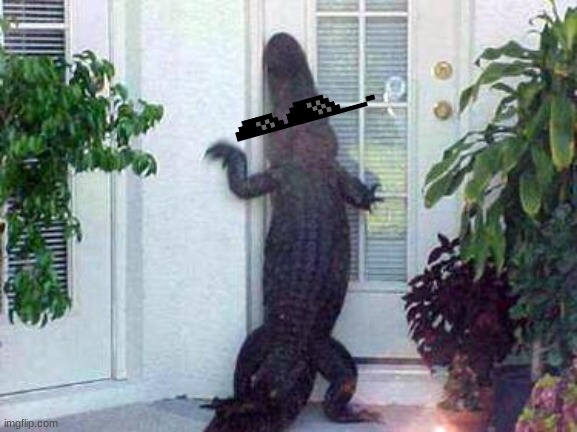 alligator in ya circle | image tagged in alligator in ya circle | made w/ Imgflip meme maker