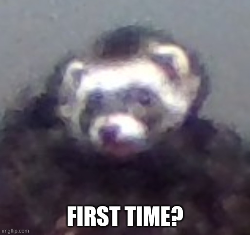 zach's ferret | FIRST TIME? | image tagged in zach's ferret | made w/ Imgflip meme maker