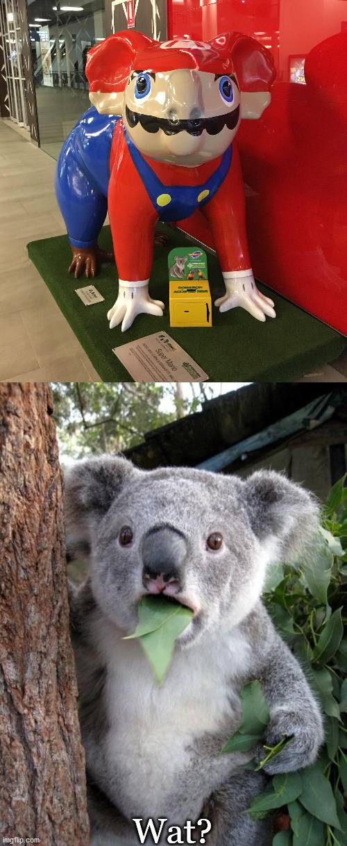 Wat? | image tagged in memes,surprised koala | made w/ Imgflip meme maker