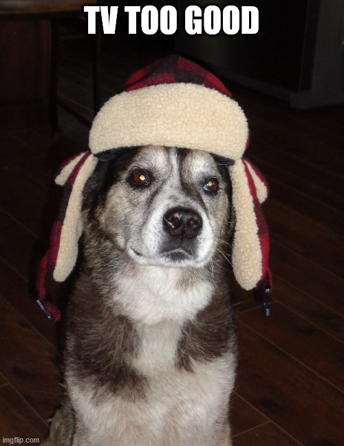 hunting dog | TV TOO GOOD | image tagged in hunting dog | made w/ Imgflip meme maker