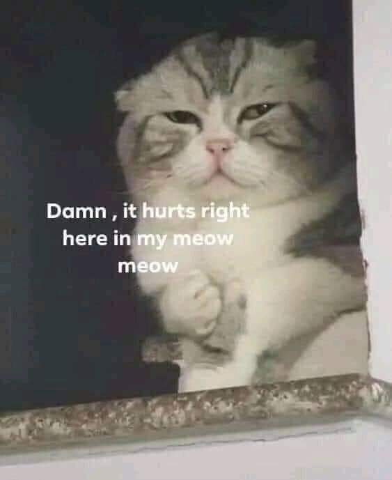 High Quality Damn, it hurts right here in my meow meow Blank Meme Template
