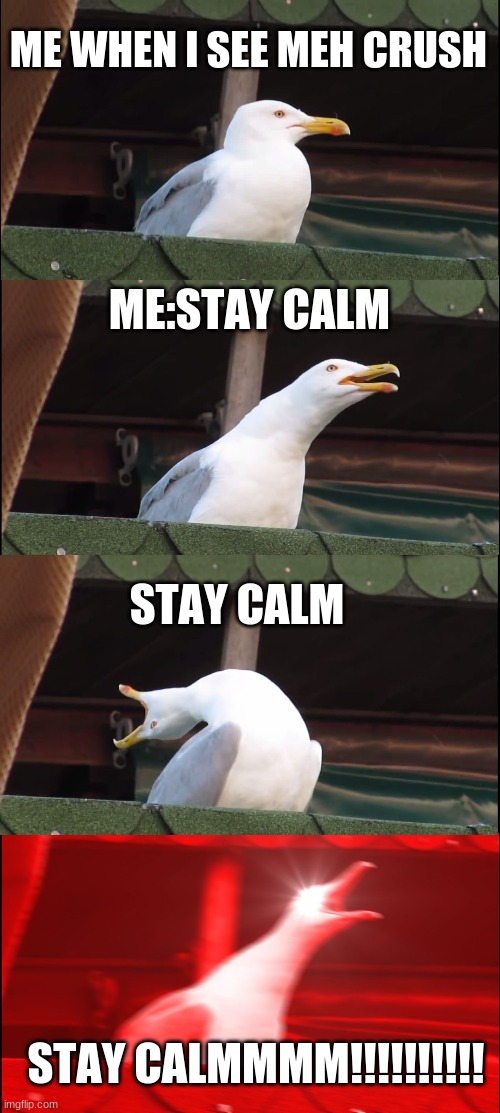 Inhaling Seagull Meme | ME WHEN I SEE MEH CRUSH; ME:STAY CALM; STAY CALM; STAY CALMMMM!!!!!!!!!! | image tagged in memes,inhaling seagull | made w/ Imgflip meme maker
