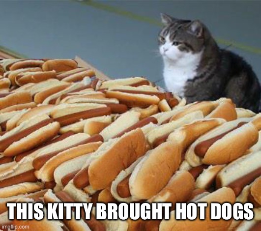 Too many hot dogs | THIS KITTY BROUGHT HOT DOGS | image tagged in too many hot dogs | made w/ Imgflip meme maker