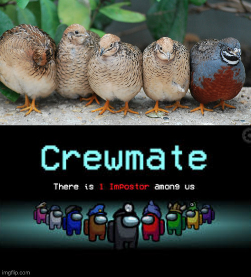 image tagged in there is 1 imposter among us | made w/ Imgflip meme maker