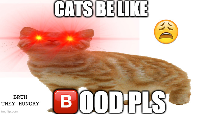 Kat | CATS BE LIKE; 😩; 🅱️OOD PLS; BRUH THEY HUNGRY | made w/ Imgflip meme maker